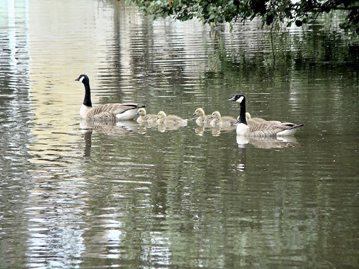 Canada goose